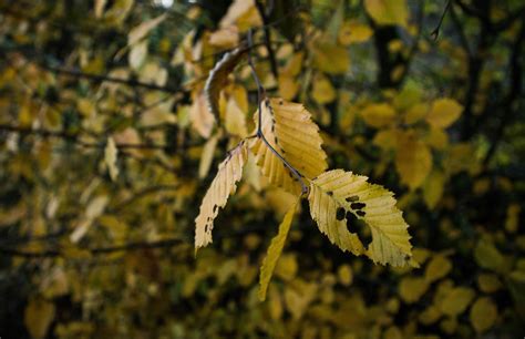 Tombe Feuilles La Nature Photo Gratuite Sur Pixabay Pixabay