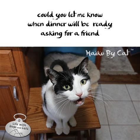 haiku  cat  life  dogs  cats life  dogs  cats
