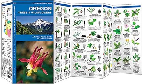 Wildflowers Of Oregon A Comprehensive Guide To Identifying The Vast