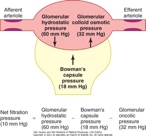 Pres 29 Glomerular Filtration Renal Blood Flow And Their Control