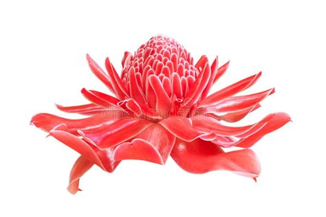 Etlingera Elatior Torch Ginger Flower Isolated On White Background