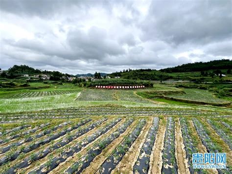 开阳县高寨村强化党建引领促进“11”经济发展