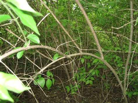 Asian Honeysuckle - Poison Ivy Patrol Specialty Landscaping - Invasive ...