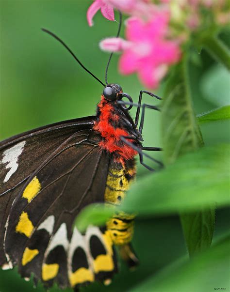 Butterfly 05 Photograph By Jeff Stallard Fine Art America