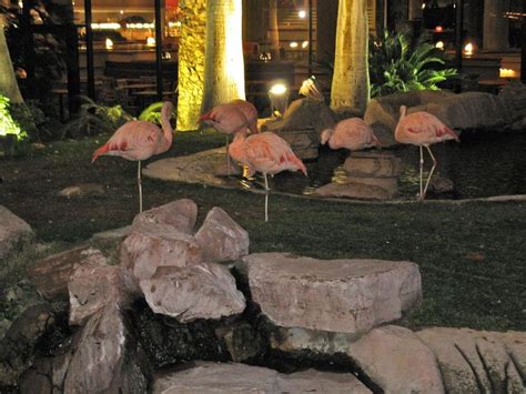 See real pink flamingos at the Flamingo Hotel in Las Vegas. | Las vegas ...