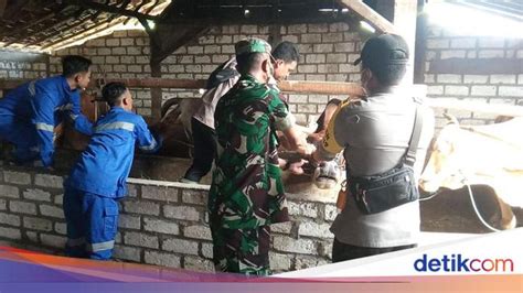 Lamongan Dapat Tambahan 2 Ribu Vaksin Pmk