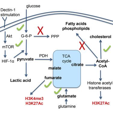 Glutaminolysis and Fumarate Accumulation Integrate Immunometabolic and Epigenetic Programs in ...