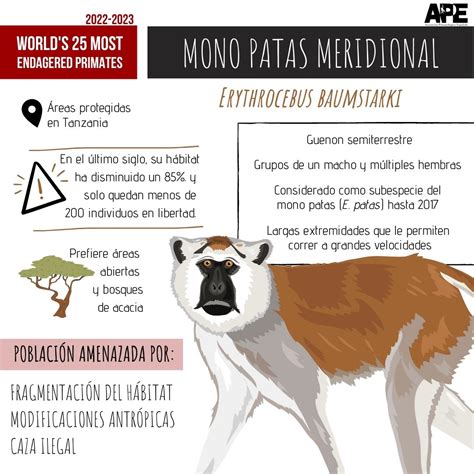 Cronicasdefauna On Twitter Rt Apespain El Mono Patas Meridional