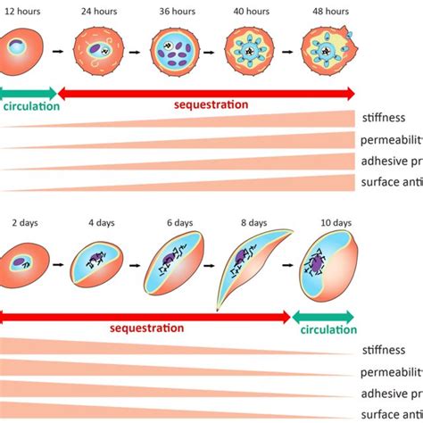 Gametocytes (green) from stages I to V develop within erythroid... | Download Scientific Diagram