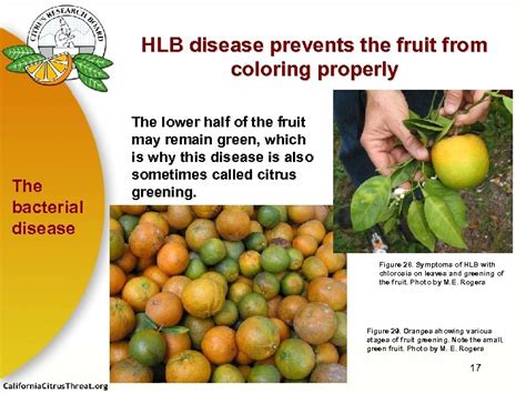 Huanglongbing Hlb A Deadly Disease Of Citrus A