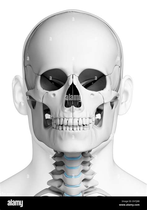 Human Skull Illustration Stock Photo Alamy