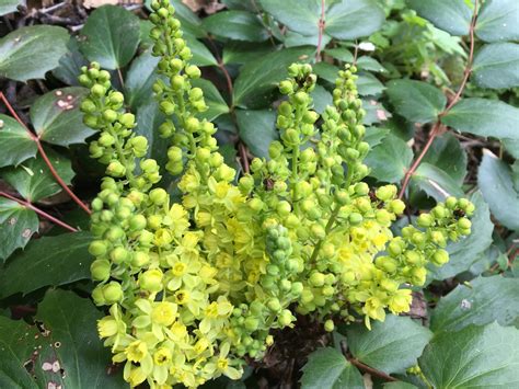 Shrubs And Ferns Tagged Specialportland Plant List Sparrowhawk