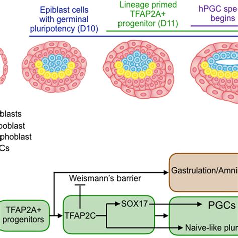 (PDF) Human Primordial Germ Cells Are Specified from Lineage-Primed Progenitors