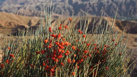 Ephedra Efedra Bitkisinin Faydaları Ve Zararları Efedrin Ne Amaçla