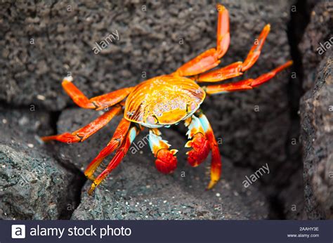 Sally Lightfoot Crab On Rocks Hi Res Stock Photography And Images Alamy