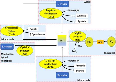 Schematic representation illustrating the Hydrogen sulfide production ...