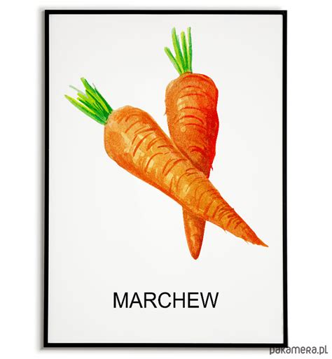 Plakat GRAFIKA MARCHEWKA warzywa ZIOŁA Pakamera pl