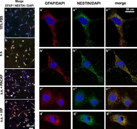 Immunofluorescent Co Localization Of Gfap And Nestin Protein In C