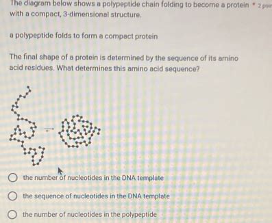 Solved: The diagram below shows a polypeptide chain folding to become a ...