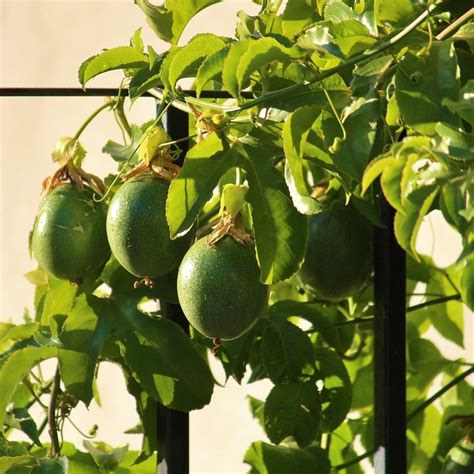 Passion Fruit Plant Passiflora Edulis Roots Plants