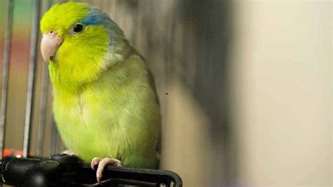 Best Birds For Beginners 11 Best Pet Birds For Beginners Birdsacademy