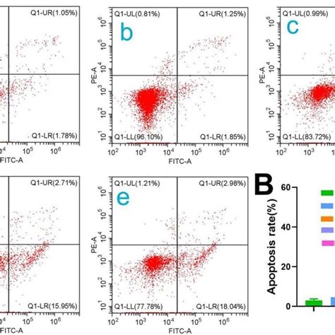 Cell Apoptosis Analysis A Flow Cytometric Analysis Of The Effect Of