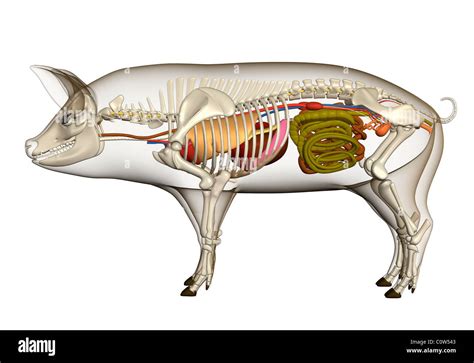 Internal Anatomy Of A Pig - Anatomy Reading Source