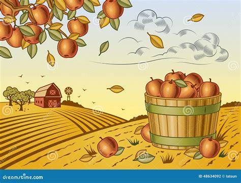 Apple Harvest Landscape Stock Vector Image 48634092