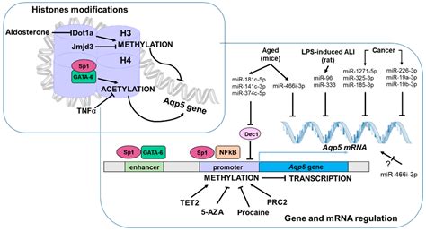 Ijms Free Full Text Aquaporin Dynamic Regulation