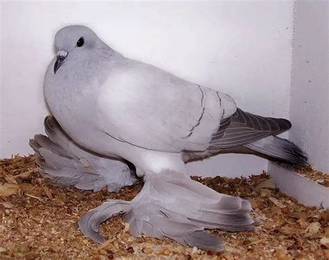 The Ice Pigeon Breed Guide Pigeonpedia