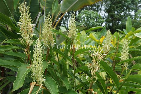 Alpinia Galanga Galangal Plantgrouphawaii01