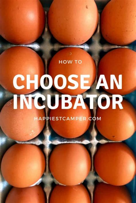 How To Choose An Egg Incubator