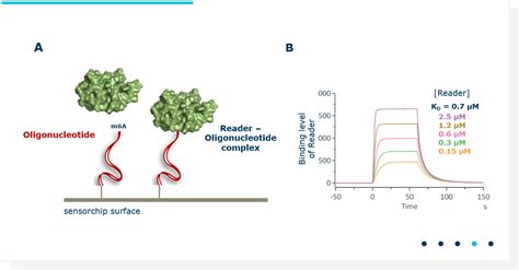 Can Surface Plasmon Resonance Provide A Biologically Relevant Assay Readout Zobio Drug