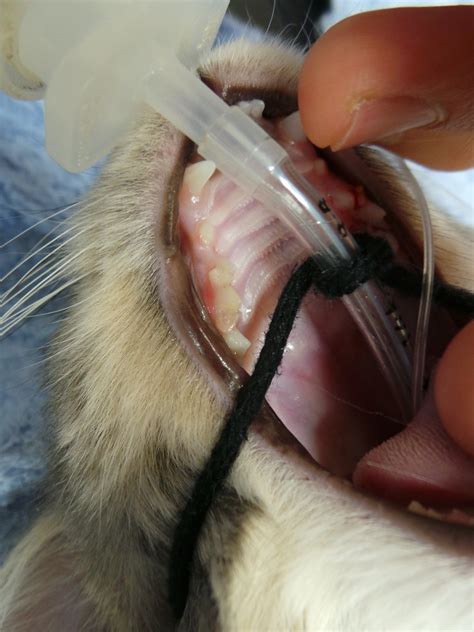 Deciduous Teeth In Feline This Kitten Was Desexed Oral Exa Flickr