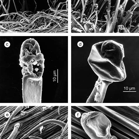 Sem Photomicrographs Showing Indumentum Of Some Perennial Geranium Download Scientific Diagram