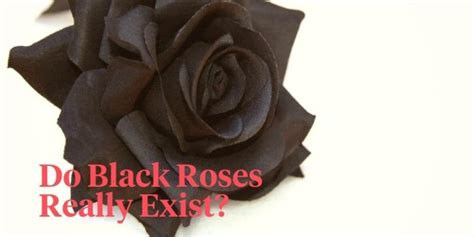 Black Roses Do They Exist Naturally Article Onthursd