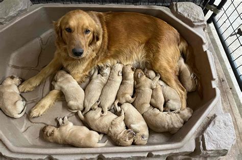 Warrior River Goldens Golden Retriever Puppies For Sale In Warrior