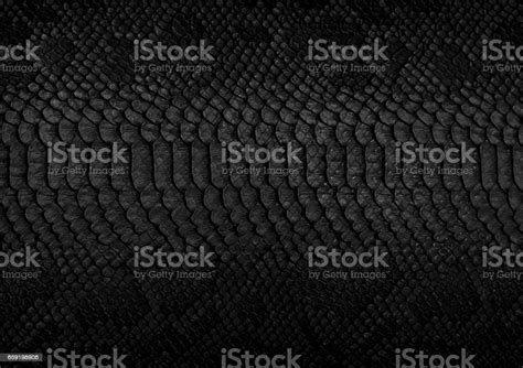 Snake Skin Background Stock Photo Download Image Now Snakeskin