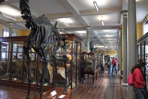 Natural History Museum - Dublin Guide