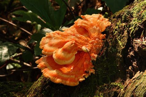 Sulphur Shelf Mushroom by natureguy on DeviantArt