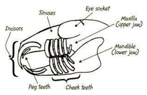 How To Keep Your Rabbits Teeth Healthy Top Tips Farmer Petes