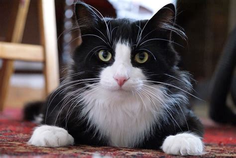 280 Tuxedo Cat Names for Your Black and White Kitten | PetPress