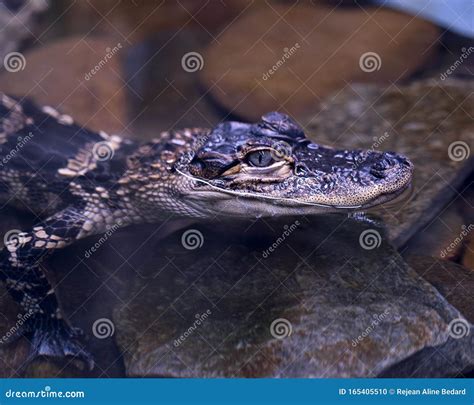 Alligator Stock Photos Alligator Baby Close Up Profile View Baby