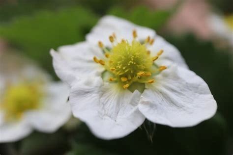 45 めぐり～小庭の花たち 1 めぐりの花と旅