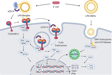 LPS Structure A General Structure Highlighting The Different