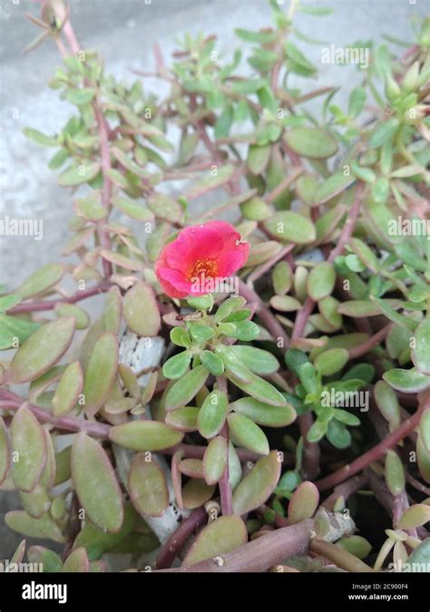 Portulaca Grandiflora Portulaca Moss Rose Planta Solar Rosa Solar