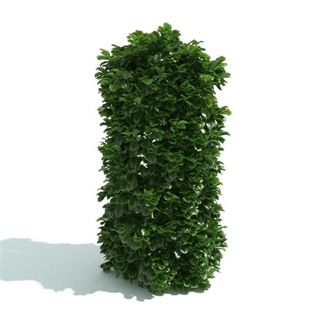 Hedge 44 Am192 Archmodels Max C4d Obj Fbx 3d Model Evermotion