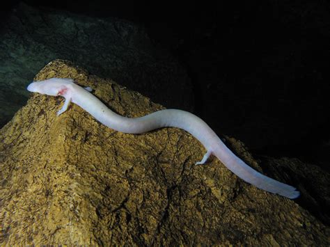 The Olm Human fish Туристичка организација Града Требиња