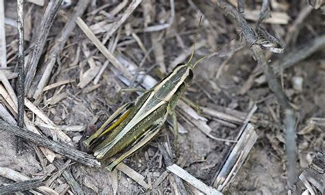 Large Grasshopper Populations Detected In South Dakota