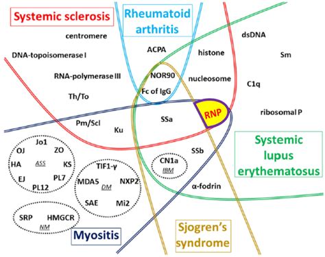 Connective Tissue Disease Undifferentiated - Captions Cute Today